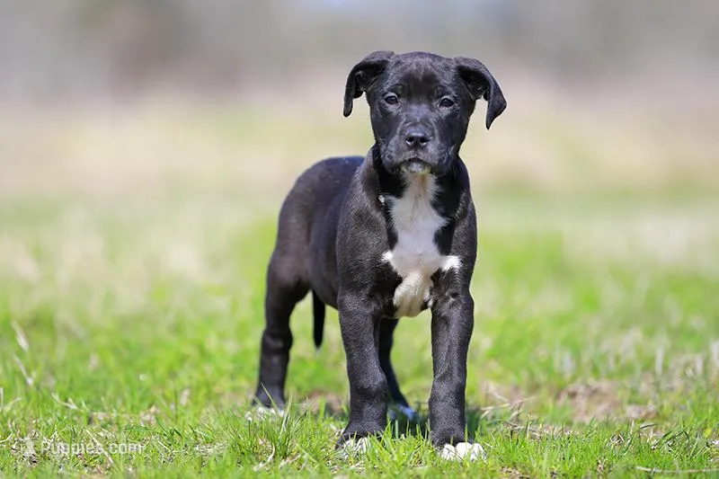 Grackle - Doberdane, a male Doberman Pinscher and Great Dane for sale in Paris, TX – Photo 1 of 7