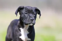 Grackle - Doberdane, a male Doberman Pinscher and Great Dane for sale in Paris, TX – Photo 2 of 7