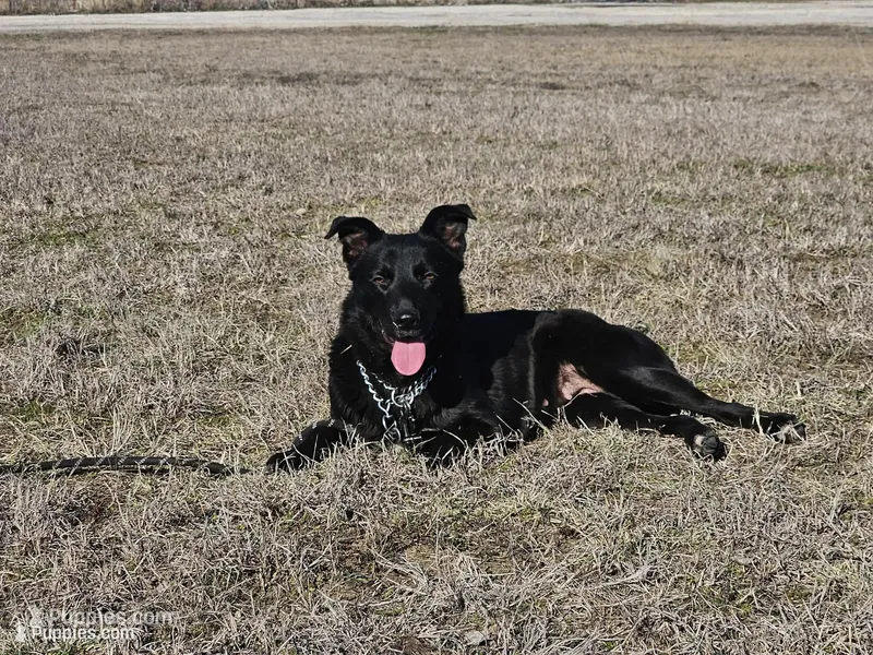 Raven – Australian Shepherd, Doberman Pinscher puppy for sale in Paris, TX