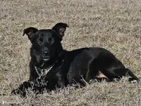 Raven, a female Australian Shepherd and Doberman Pinscher for sale in Paris, TX – Photo 2 of 2