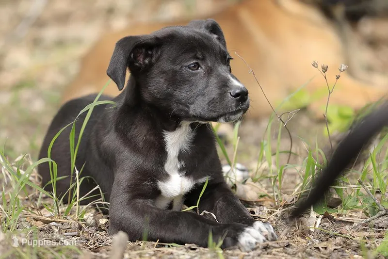 Magpie – Doberman Pinscher, Great Dane puppy for sale in Paris, TX