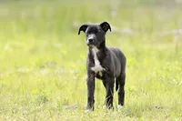 Magpie, a female Doberman Pinscher and Great Dane for sale in Paris, TX – Photo 6 of 9