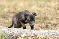 Magpie, a female Doberman Pinscher and Great Dane for sale in Paris, TX – Photo 3 of 9