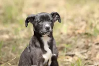 Magpie, a female Doberman Pinscher and Great Dane for sale in Paris, TX – Photo 4 of 9
