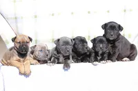 Magpie, a female Doberman Pinscher and Great Dane for sale in Paris, TX – Photo 8 of 9
