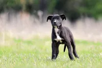 Magpie, a female Doberman Pinscher and Great Dane for sale in Paris, TX – Photo 2 of 9