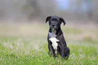Doberdane - Grackle, a male Doberman Pinscher and Great Dane for sale in Paris, TX – Photo 2 of 9