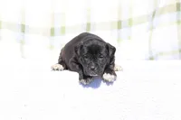 Doberdane - Grackle, a male Doberman Pinscher and Great Dane for sale in Paris, TX – Photo 6 of 9