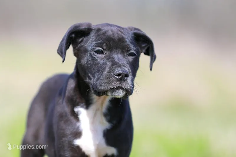 Doberdane - Grackle – Doberman Pinscher, Great Dane puppy for sale in Paris, TX