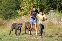 Indigo Valley, a female Great Dane for sale in Paris, TX – 5 of 8
