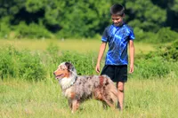 Bella, a female Australian Cattle Dog for sale in Paris, TX – 3 of 7