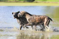 Mystic River, a female Great Dane for sale in Paris, TX – 4 of 7