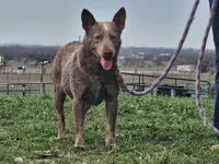 Clover, a female Australian Cattle Dog for sale in Paris, TX – 4 of 5