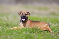 Doberdane - Falcon , a male Doberman Pinscher and Great Dane for sale in Paris, TX – Photo 2 of 9