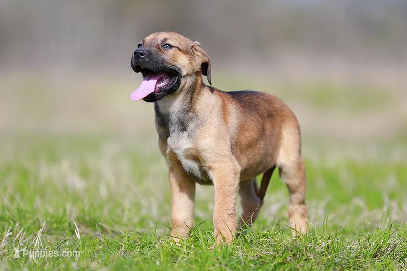 Doberdane - Falcon  – Doberman Pinscher, Great Dane puppy for sale in Paris, TX