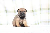Doberdane - Falcon , a male Doberman Pinscher and Great Dane for sale in Paris, TX – Photo 6 of 9