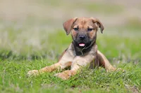 Doberdane - Falcon , a male Doberman Pinscher and Great Dane for sale in Paris, TX – Photo 4 of 9