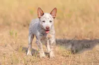 Dandelion, a female Australian Cattle Dog for sale in Paris, TX – 3 of 5