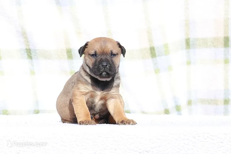 Doberdane - Falcon  – Doberman Pinscher, Great Dane puppy for sale in Paris, TX