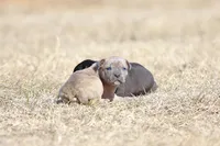 Doberdane - Junco, a male Doberman Pinscher and Great Dane for sale in Paris, TX – Photo 3 of 8