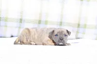 Doberdane - Junco, a male Doberman Pinscher and Great Dane for sale in Paris, TX – Photo 2 of 8