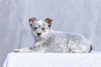 Leah, a female Australian Cattle Dog for sale in Paris, TX – Photo 1 of 6