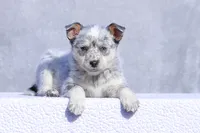 Leah, a female Australian Cattle Dog for sale in Paris, TX – Photo 2 of 6