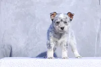 Leah, a female Australian Cattle Dog for sale in Paris, TX – Photo 3 of 6