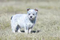 Leah, a female Australian Cattle Dog for sale in Paris, TX – Photo 4 of 6