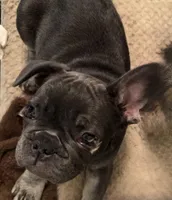 Blue, a male French Bulldog for sale in Beckville, TX – Photo 2 of 5