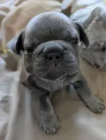 Blue, a male French Bulldog for sale in Beckville, TX – Photo 4 of 5