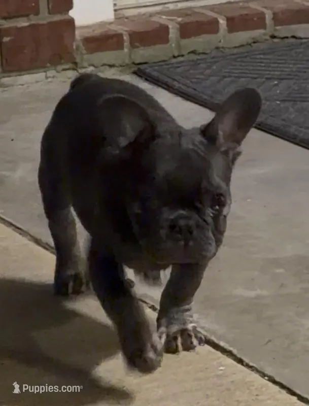 Blue – French Bulldog puppy for sale in Beckville, TX