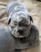 Merle, a male French Bulldog for sale in Beckville, TX – Photo 4 of 5