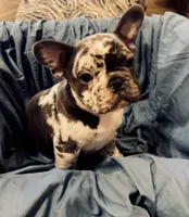 Merle, a male French Bulldog for sale in Beckville, TX – Photo 2 of 5