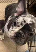 Merle, a male French Bulldog for sale in Beckville, TX – Photo 1 of 5