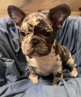 Merle, a male French Bulldog for sale in Beckville, TX – Photo 5 of 5