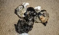 Boogie, a male Yorkipoo and Poodle - Toy  for sale in Holly Pond, AL – 4 of 4