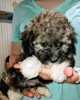 Gremlin, a male Yorkipoo and Poodle - Toy  for sale in Holly Pond, AL – 1 of 2