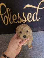 Rico, a male Yorkshire Terrier and Poodle - Toy  for sale in Holly Pond, AL – 2 of 3