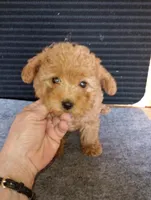 Benny, a male Yorkipoo and Poodle - Toy  for sale in Holly Pond, AL – Photo 2 of 2