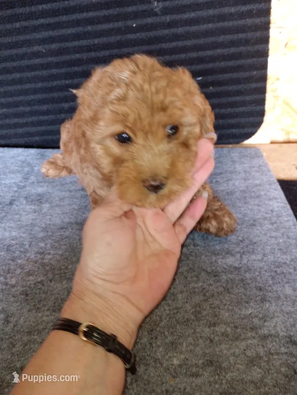 Benny – Yorkipoo, Poodle - Toy  puppy for sale in Holly Pond, AL
