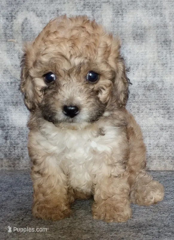 Stinker – Yorkipoo, Poodle - Toy  puppy for sale in Holly Pond, AL