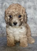 Stinker, a male Yorkipoo and Poodle - Toy  for sale in Holly Pond, AL – 1 of 3