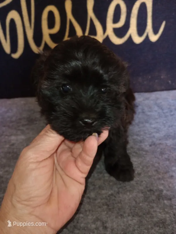 Bingo – Yorkshire Terrier, Poodle - Toy  puppy for sale in Holly Pond, AL