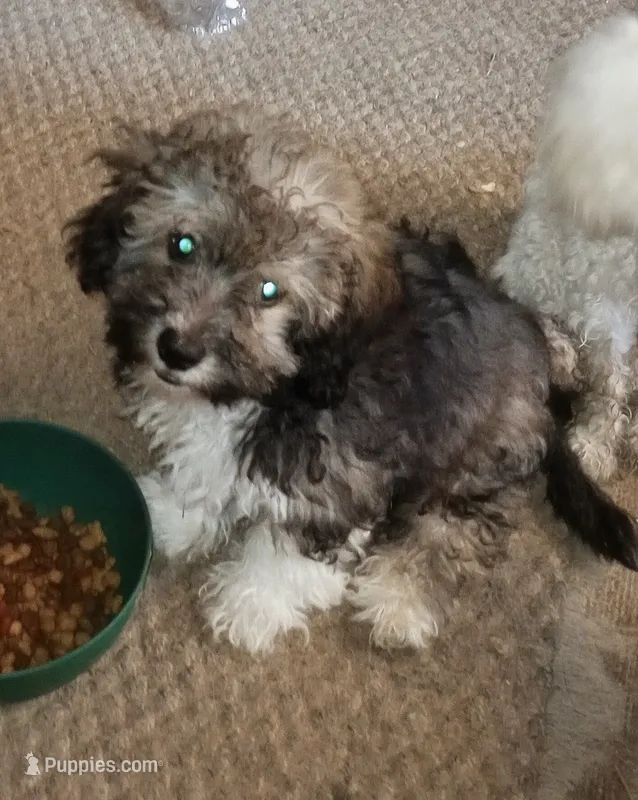 Gizmo – Yorkipoo, Poodle - Toy  puppy for sale in Holly Pond, AL