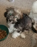 Gizmo, a male Yorkipoo and Poodle - Toy  for sale in Holly Pond, AL – 1 of 3