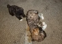 Boogie, a male Yorkipoo and Poodle - Toy  for sale in Holly Pond, AL – 3 of 4