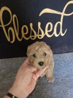 Rico, a male Yorkshire Terrier and Poodle - Toy  for sale in Holly Pond, AL – 3 of 3