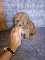 Oops, a female Yorkipoo and Poodle - Toy  for sale in Holly Pond, AL – 2 of 3