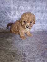 Oops, a female Yorkipoo and Poodle - Toy  for sale in Holly Pond, AL – 3 of 3